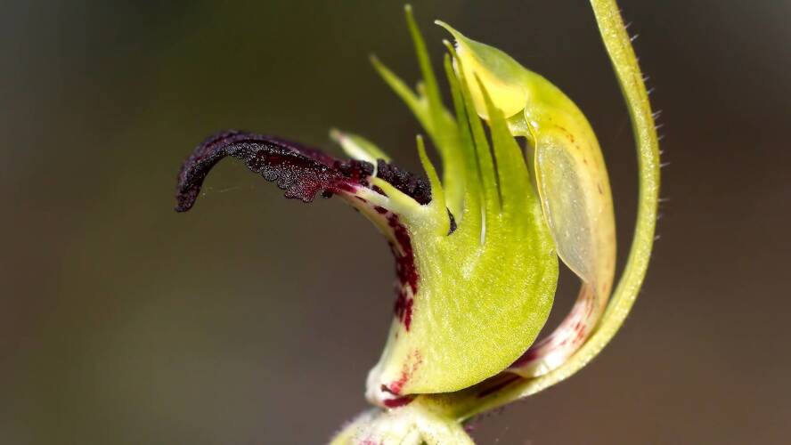 Plains Spider Orchid (Caladenia campestris)