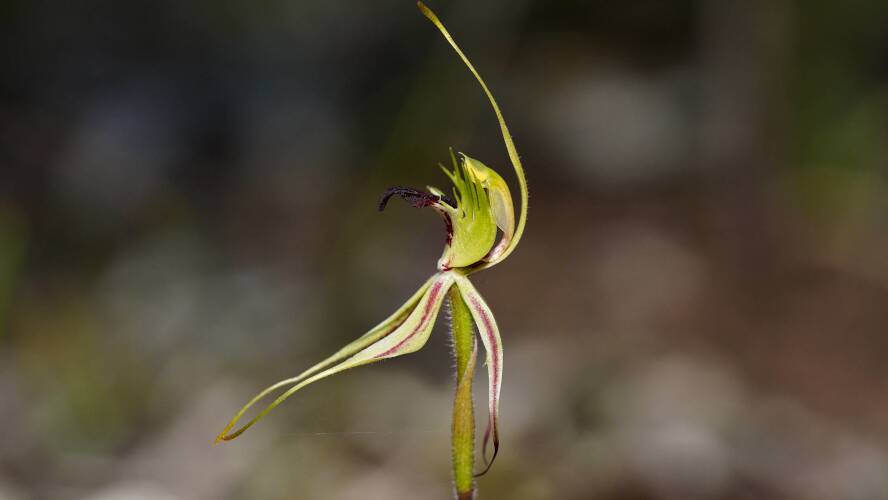 Plains Spider Orchid (Caladenia campestris)