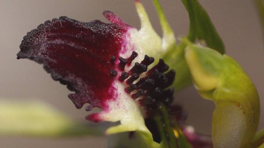 Plains Spider Orchid (Caladenia campestris)