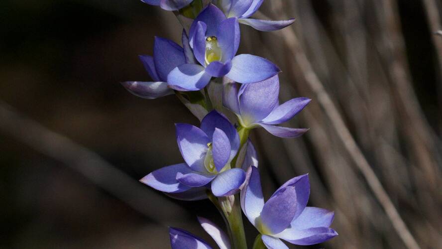 Great Sun-orchid (Thelymitra grandiflora)