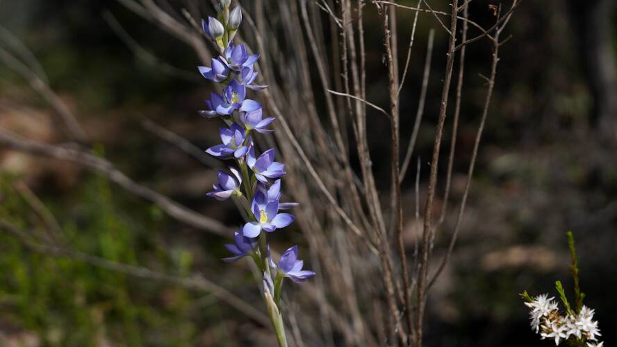 Great Sun-orchid (Thelymitra grandiflora)