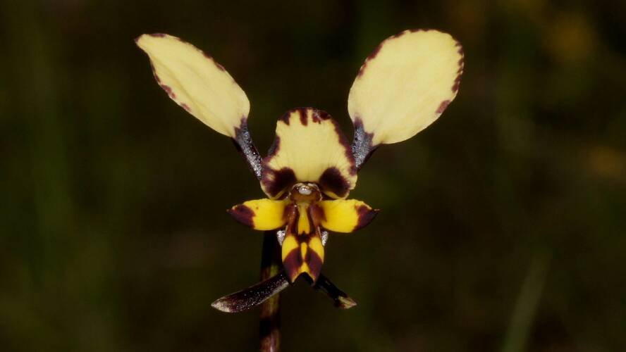 Spotted Donkey-orchid (Diuris pardina)