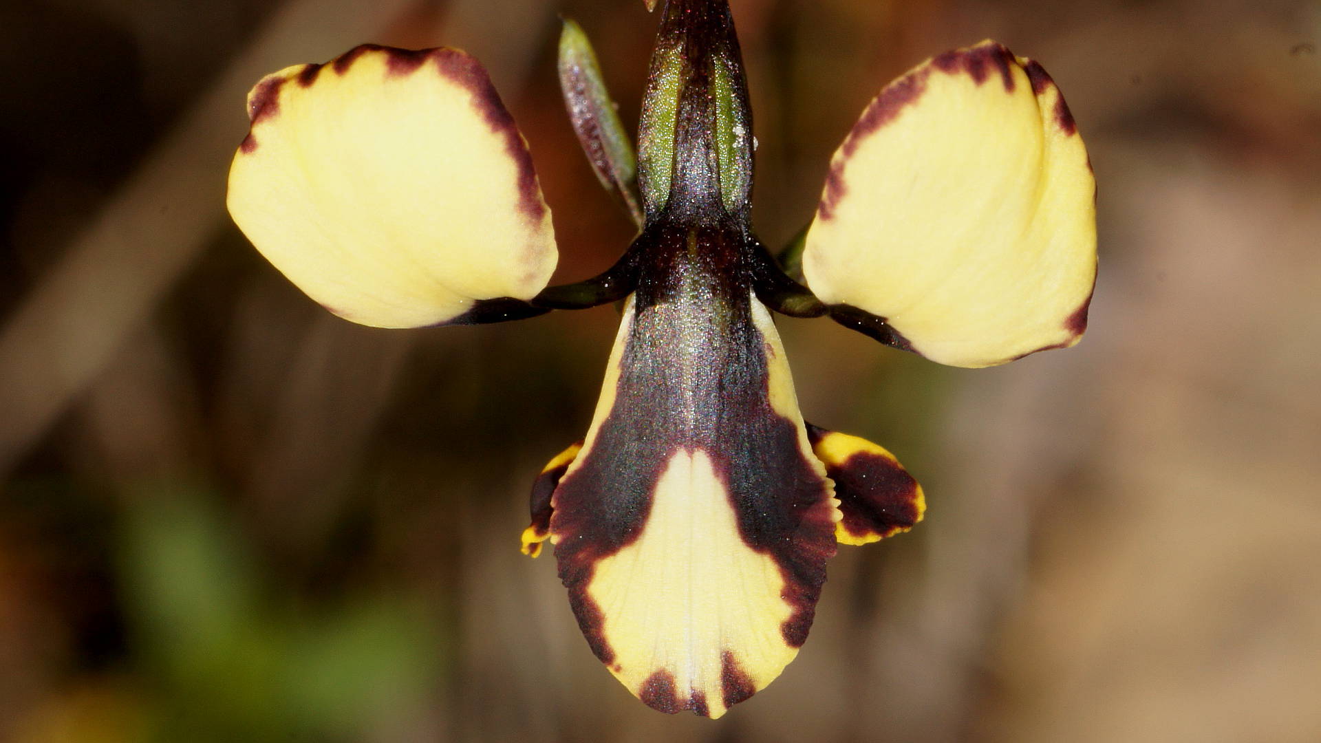 Spotted Donkey-orchid (Diuris pardina)