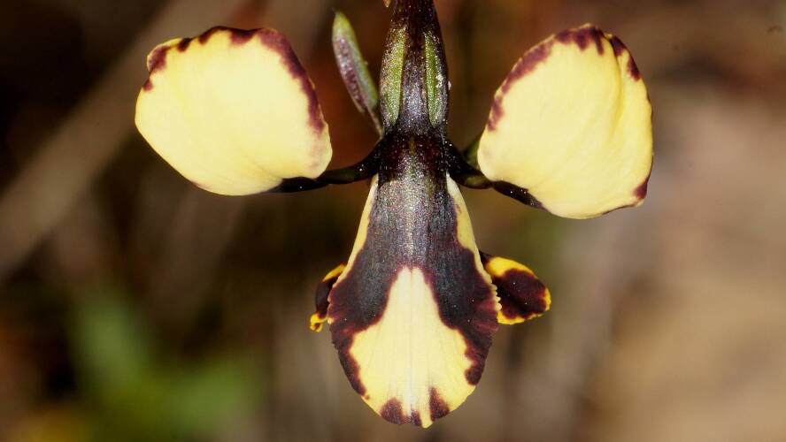 Spotted Donkey-orchid (Diuris pardina)