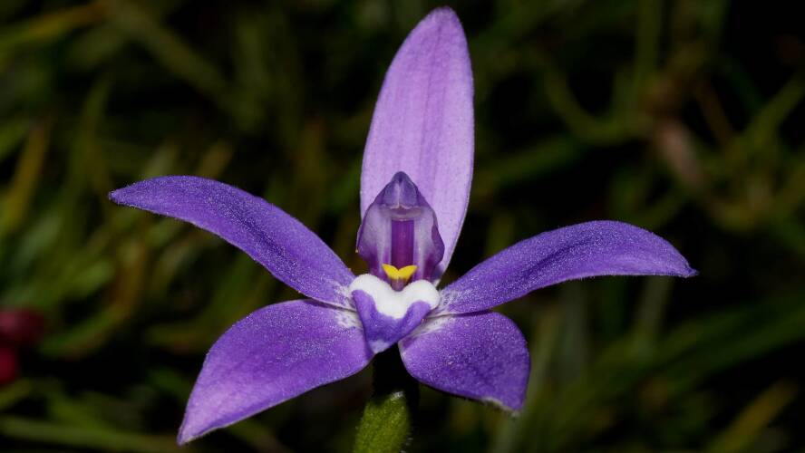 Purple Cockatoo (Glossodia major)