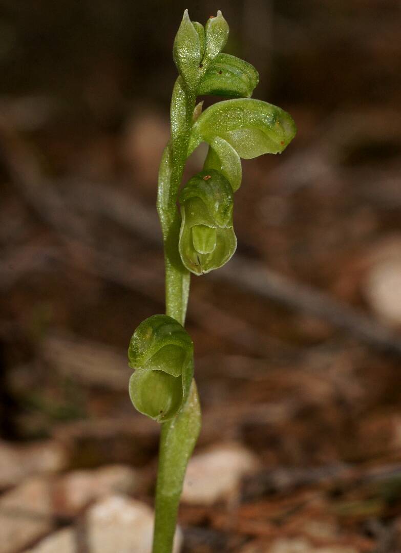Midget Greenhood Orchid (Pterostylis mutica)
