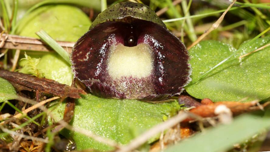 Purple Helmet Orchid (Corysanthes incurva)