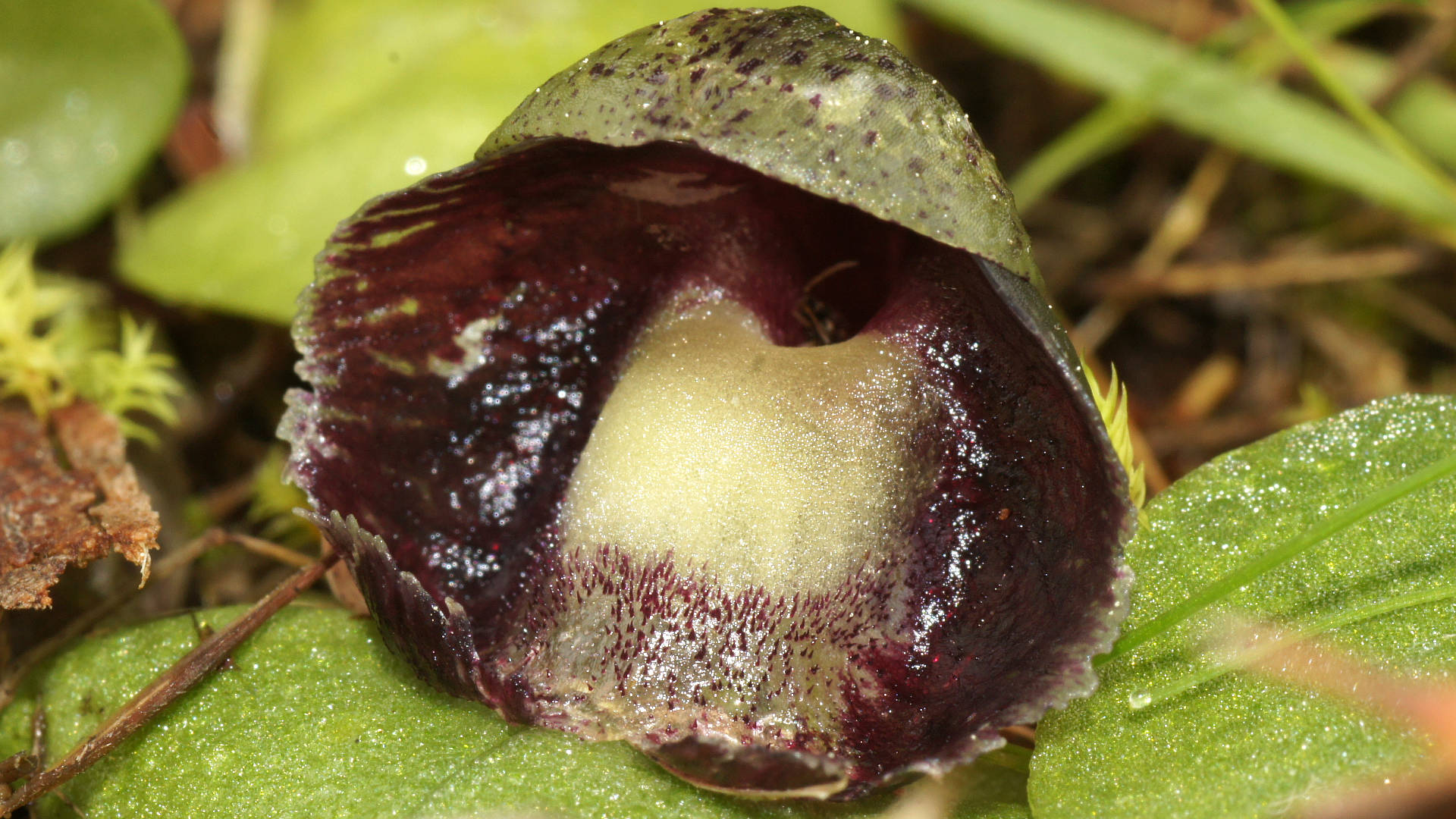 Purple Helmet Orchid (Corysanthes incurva)