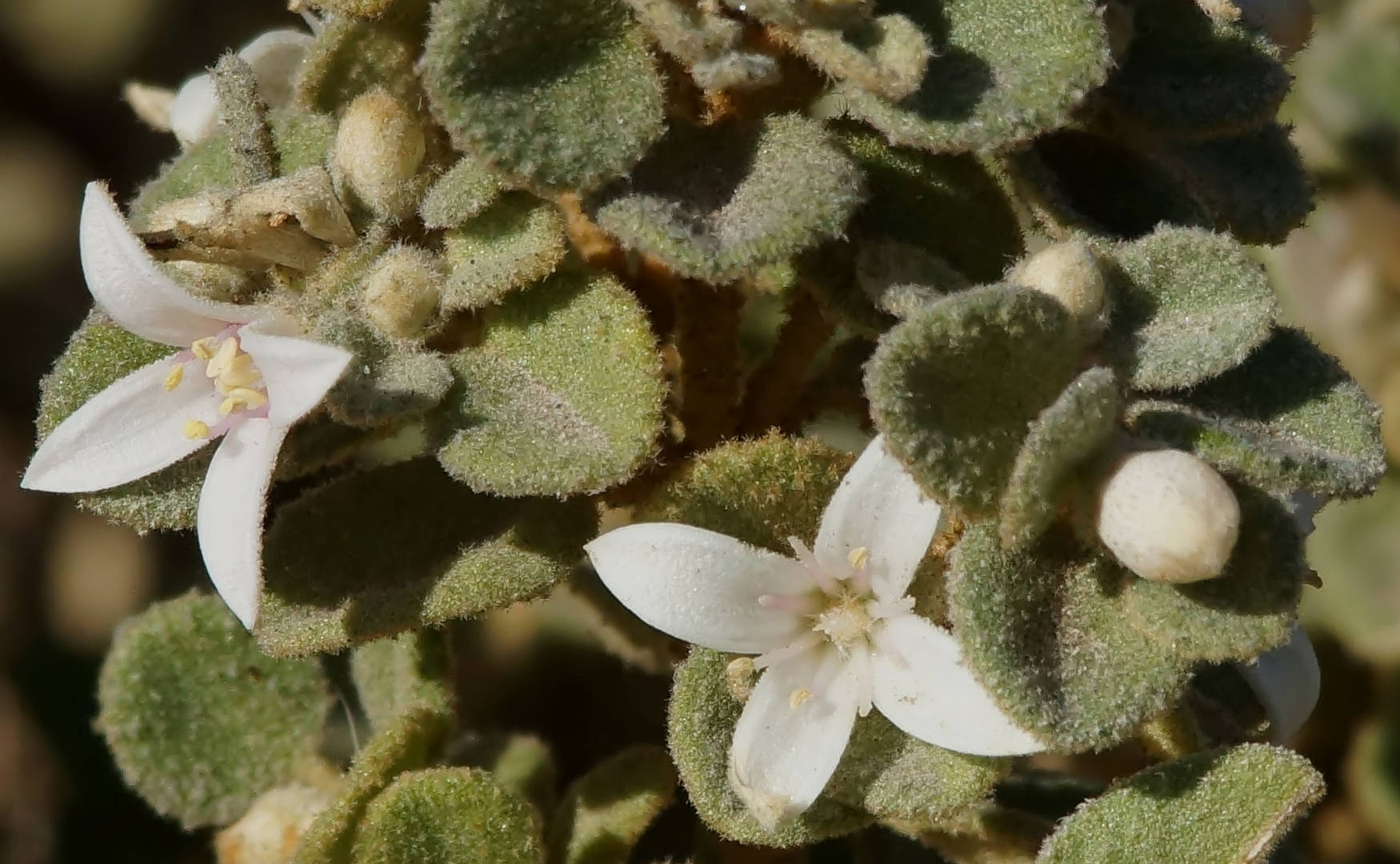 White Correa (Correa alba var pannosa)