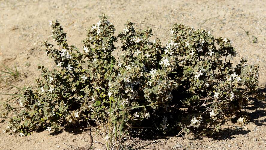 White Correa (Correa alba var pannosa)