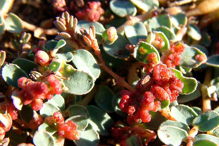 Caustic Spurge (Anisophyllum sp)