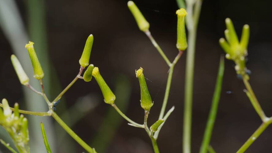 Cotton Groundsel (Senecio quadridentatus)