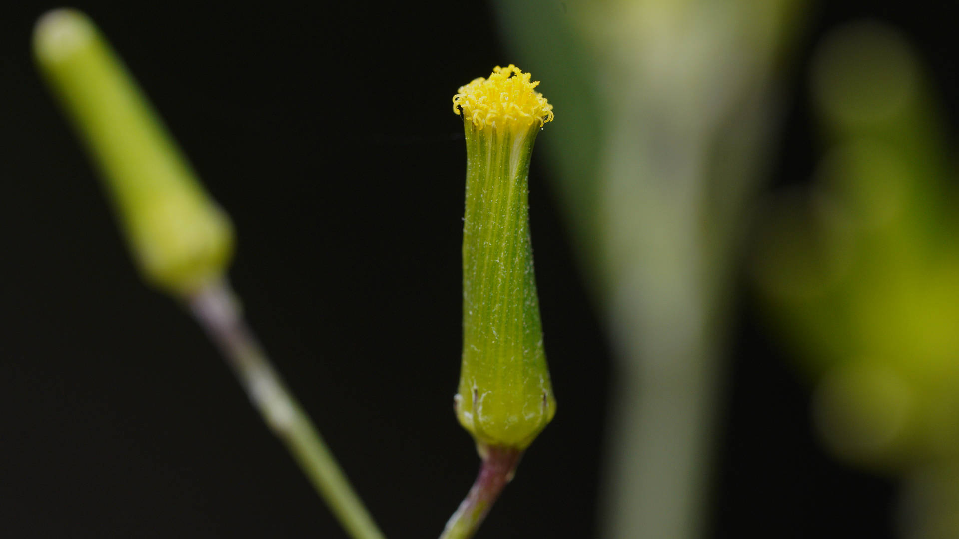 Cotton Groundsel (Senecio quadridentatus)