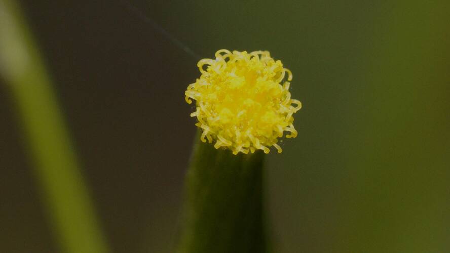 Cotton Groundsel (Senecio quadridentatus)