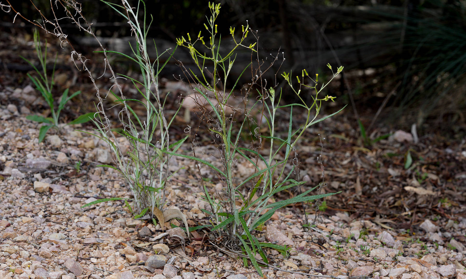 Cotton Groundsel (Senecio quadridentatus)