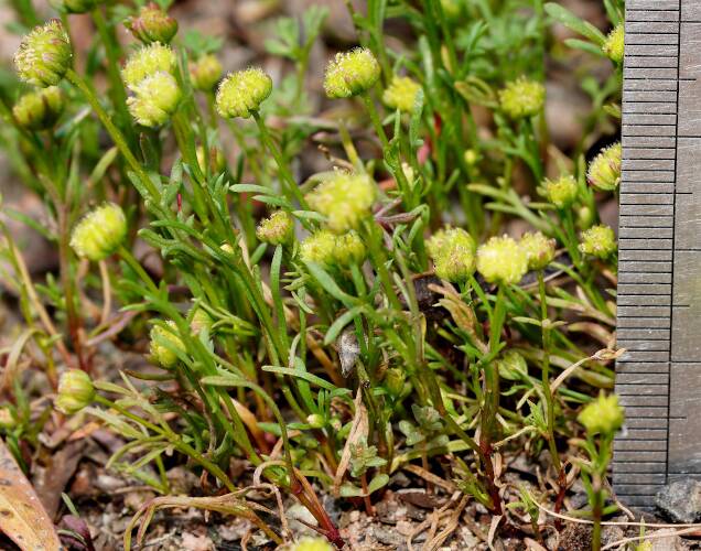 Tiny Daisy (Brachyscome perpusilla)