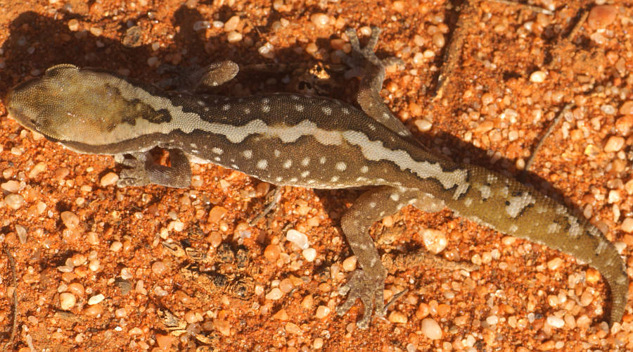 Ranges Stone Gecko (Diplodactylus furcosus)