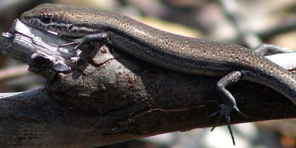 Mallee Snake-eyed Skink (Morethia obscura)