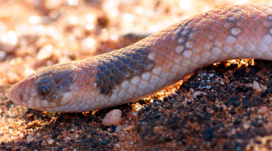 Australia Coral Snake (Brachyurophis australis)