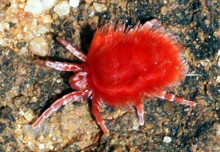 Long-haired Red Velvet Mite (Trombidiidae sp)