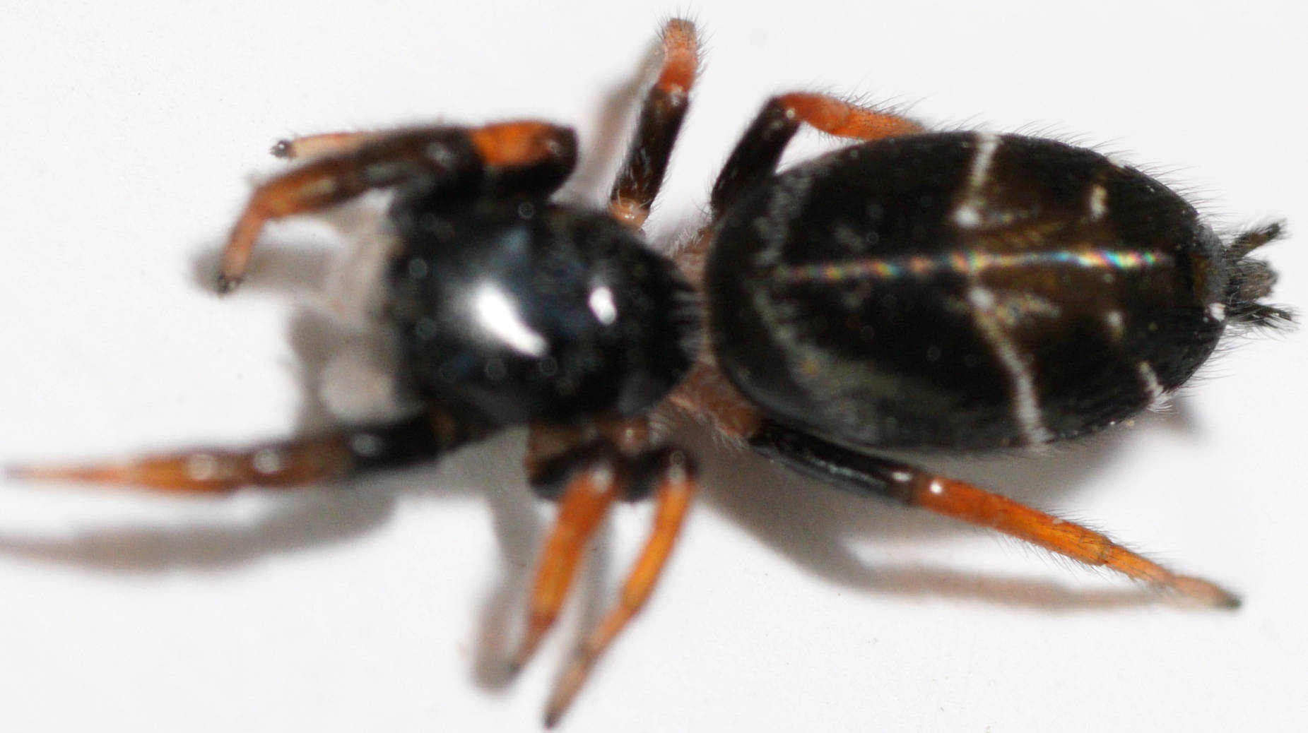 Jovial Jumping Spider (Apricia jovialis)