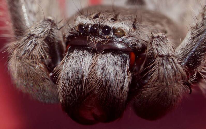 Undescribed Huntsman Spider (Isopeda sp)
