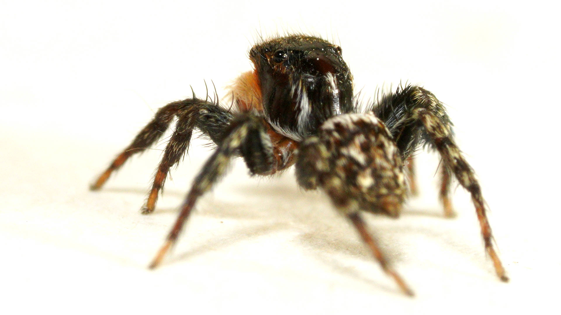 Red-faced Jumping Spider (Saitis sp)