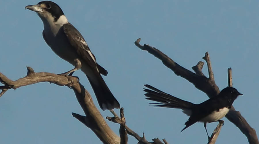 Inland Grey Butcherbird (Cracticus torquatus ssp leucopterus)