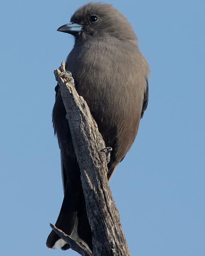 Dusky Woodswallow (Artamus cyanopterus)