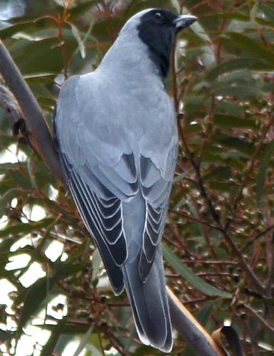 Black-faced Cuckoo-shrike (Coracina novaehollandiae)