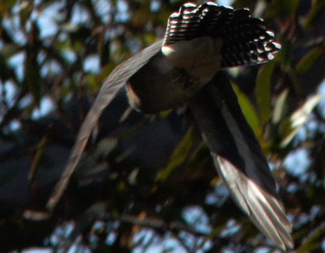 Australian Fan-tailed Cuckoo (Cacomantis (Vidgenia) flabelliformis ssp flabelliformis)