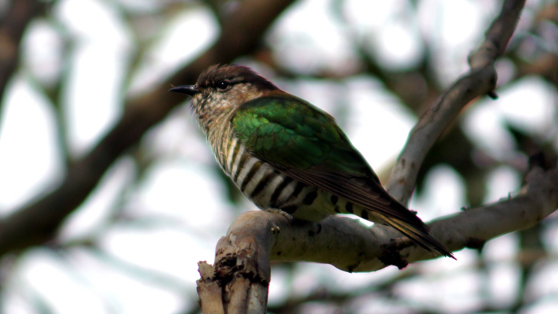 Shining Bronze-cuckoo (Chrysococcyx lucidus)