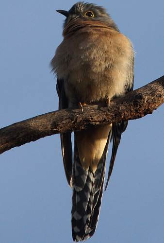 Fan-tailed Cuckoo (Cacomantis flabelliformis)