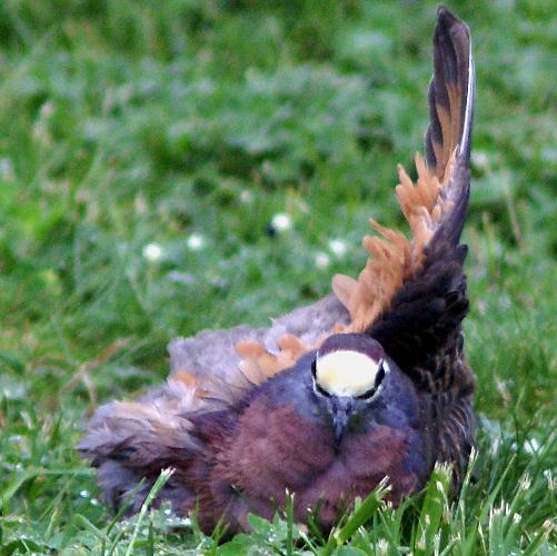 Bronzewing (Phaps chalcoptera)