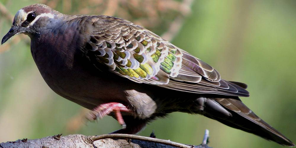 Bronzewing (Phaps chalcoptera)