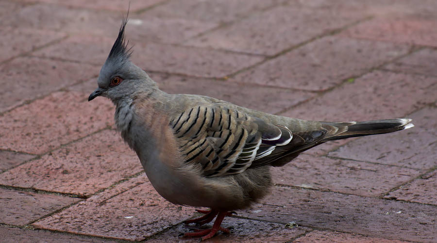 Crested Pigeon (Ocyphaps lophotes)