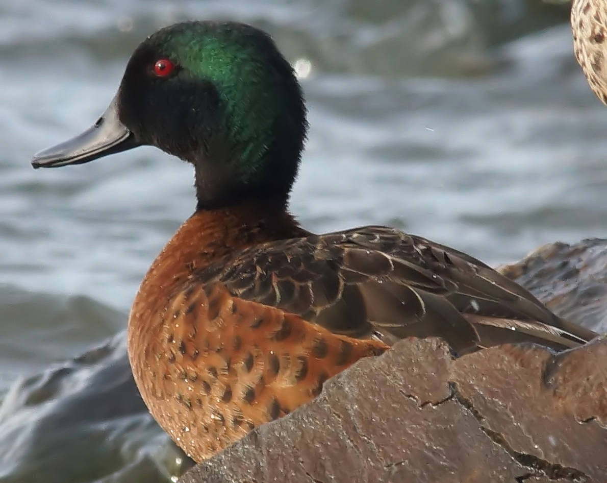 Chestnut Teal (Anas castanea)