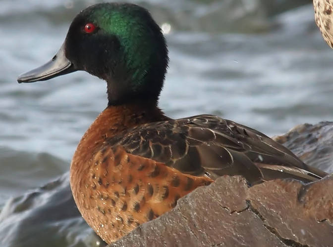 Chestnut Teal (Anas castanea)