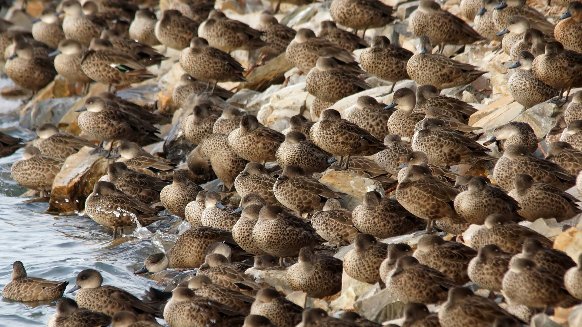 Grey Teal (Anas (Nettion) gracilis ssp gracilis)