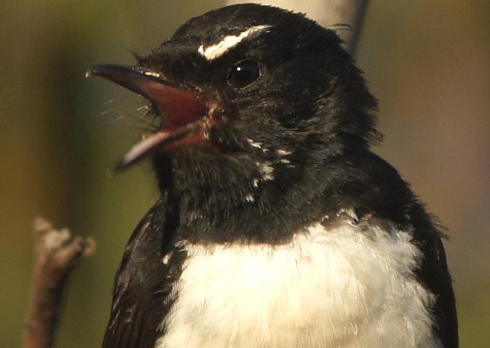 Southern Willie Wagtail (Rhipidura (Sauloprocta) leucophrys ssp leucophrys)