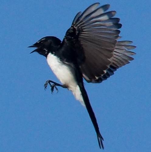 Southern Willie Wagtail (Rhipidura (Sauloprocta) leucophrys ssp leucophrys)