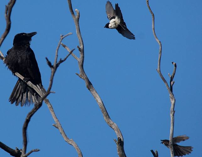 Southern Willie Wagtail (Rhipidura (Sauloprocta) leucophrys ssp leucophrys)