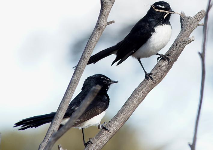 Southern Willie Wagtail (Rhipidura (Sauloprocta) leucophrys ssp leucophrys)