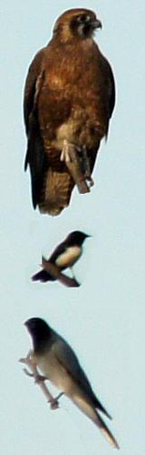 Southern Willie Wagtail (Rhipidura (Sauloprocta) leucophrys ssp leucophrys)