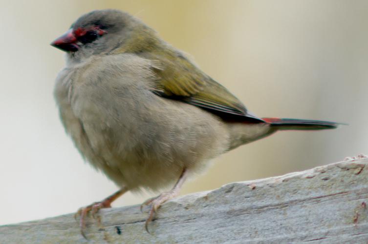 Red-browed Firetail (Neochmia temporalis ssp temporalis)