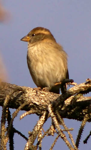 European House Sparrow (Passer (Passer) domesticus ssp domesticus)