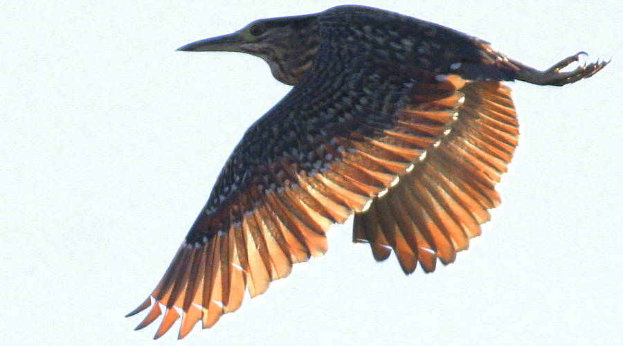 Nankeen Night-Heron (Nycticorax caledonicus)