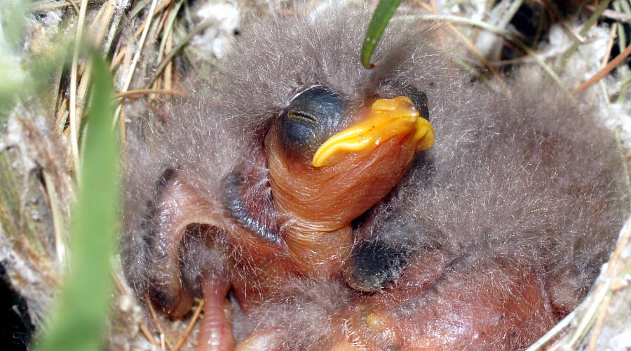 Yellow-plumed Honeyeater (Ptilotula ornata)