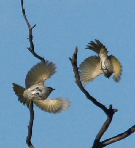 Singing Honeyeater (Gavicalis virescens)
