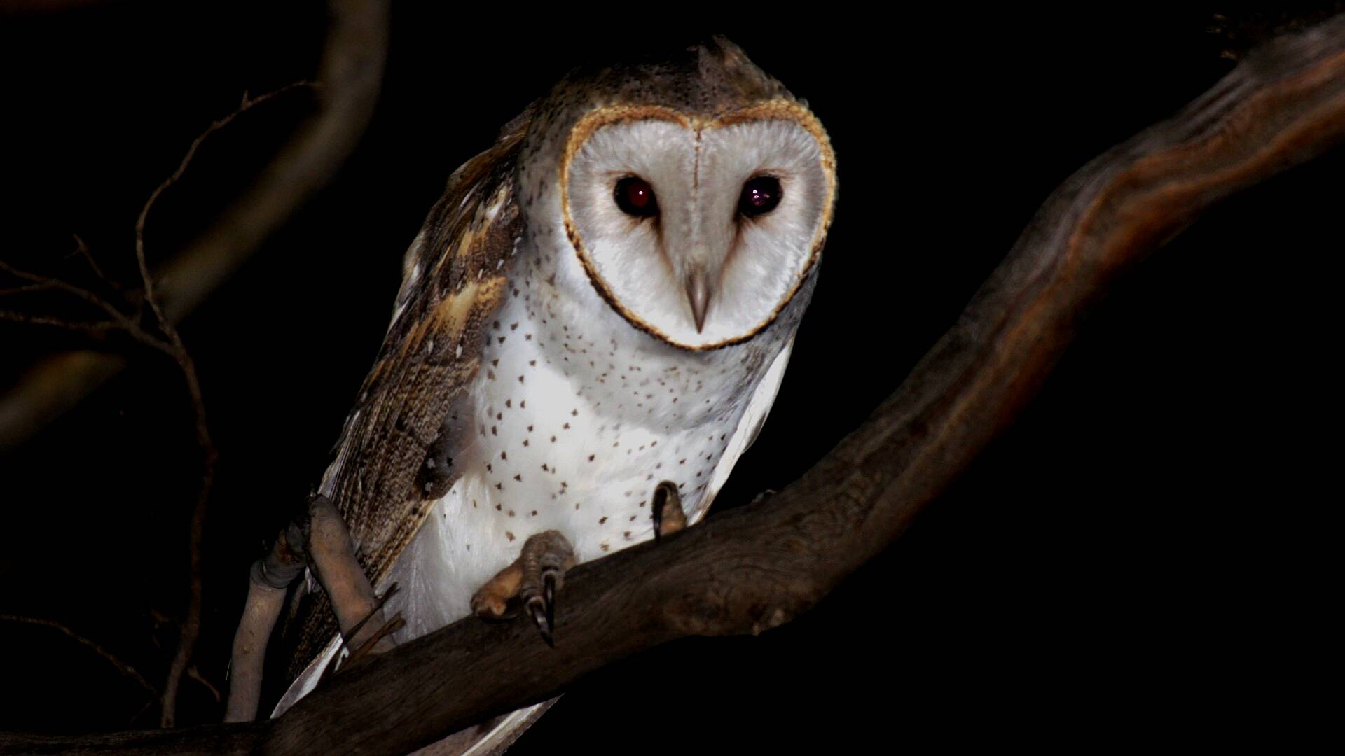 Australian Barn Owl (Tyto alba ssp delicatula)
